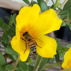 Meet your Posher, Elena